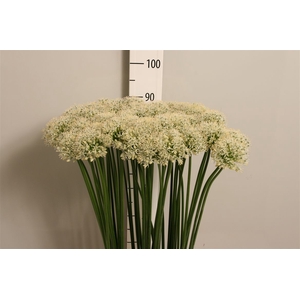 Allium Mount Everest