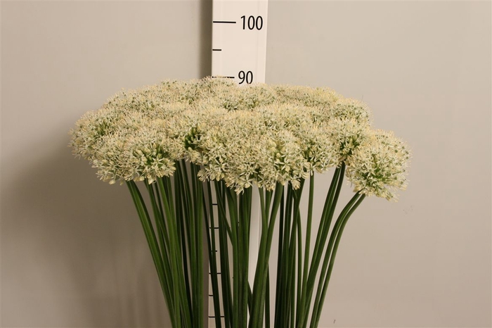 <h4>Allium Mount Everest</h4>