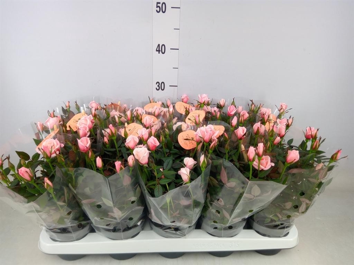 <h4>Rosa  'Rosaroma Pink'</h4>