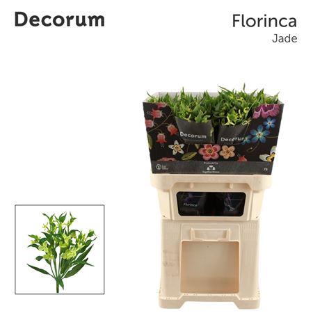 <h4>Alstroemeria florinca Jade</h4>