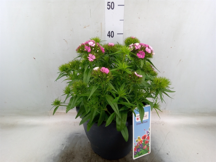 <h4>Dianthus barb.</h4>