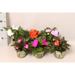 Impatiens N.G. ClockWork Divers