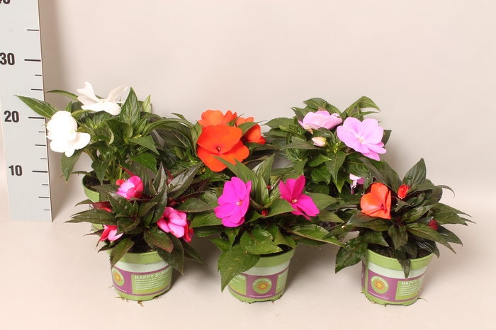 <h4>Impatiens N.G. ClockWork Divers</h4>