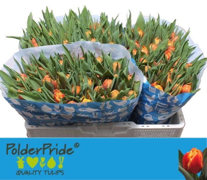 <h4>TU DU EDITION</h4>