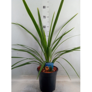 Cordyline indivisa 'Peko'