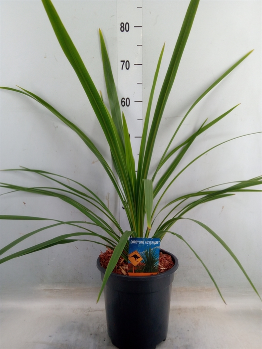 <h4>Cordyline indivisa 'Peko'</h4>