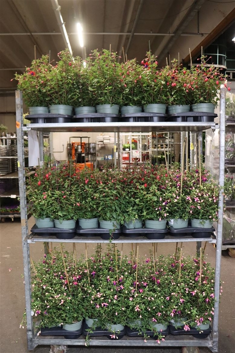 <h4>Fuchsia Mixk 1 Klr Per Tray</h4>