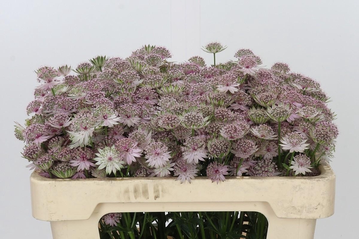 <h4>Astrantia Pink Sensation</h4>