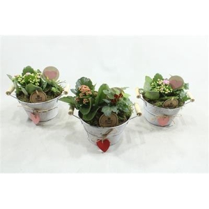 5467 ZINKSCHAALTJE HART