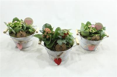 <h4>5467 ZINKSCHAALTJE HART</h4>