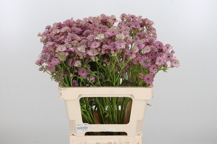 <h4>Astr Pink Sensation</h4>