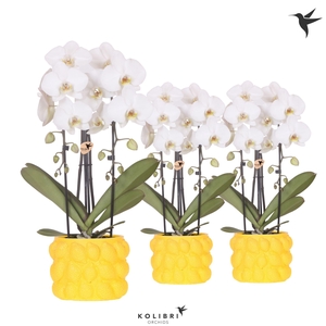 Kolibri Orchids Cascade Niagara Fall white 2 spike in Citrus pot yellow