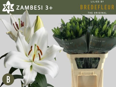 <h4>Li Or Zambesi 3+ Bredefleur</h4>