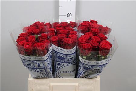 <h4>R Gr Red Naomi!</h4>