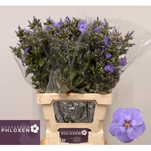 PHLOX P BUTTERFLY