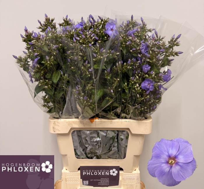 <h4>PHLOX P BUTTERFLY</h4>