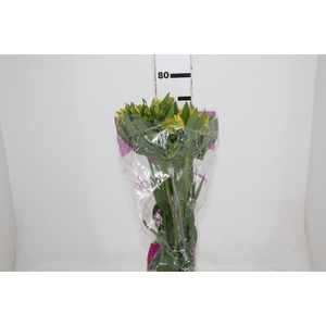 ALSTROEMERIA LEMON 080 CM