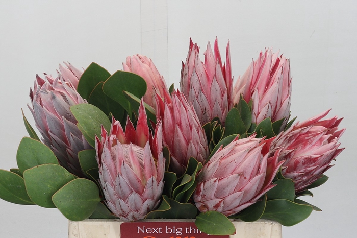 <h4>Protea Cynaroides</h4>