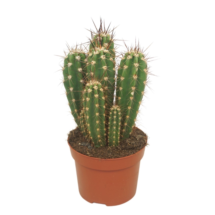 <h4>Neoraimondia herzogiana</h4>