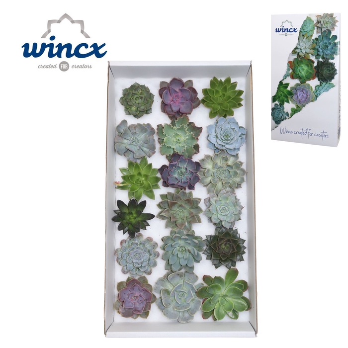 Echeveria Mix (wincx) Cutfl (18spc.)