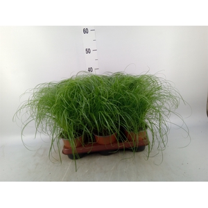 Cyperus alternifolius 'Zumula'