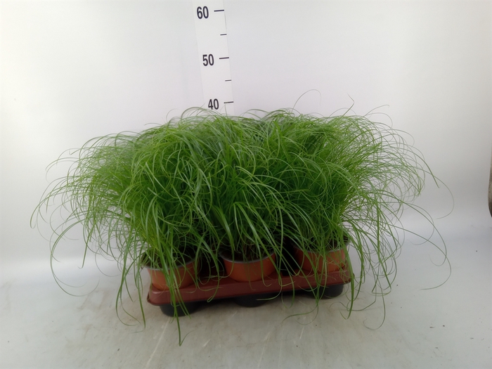 <h4>Cyperus alternifolius 'Zumula'</h4>