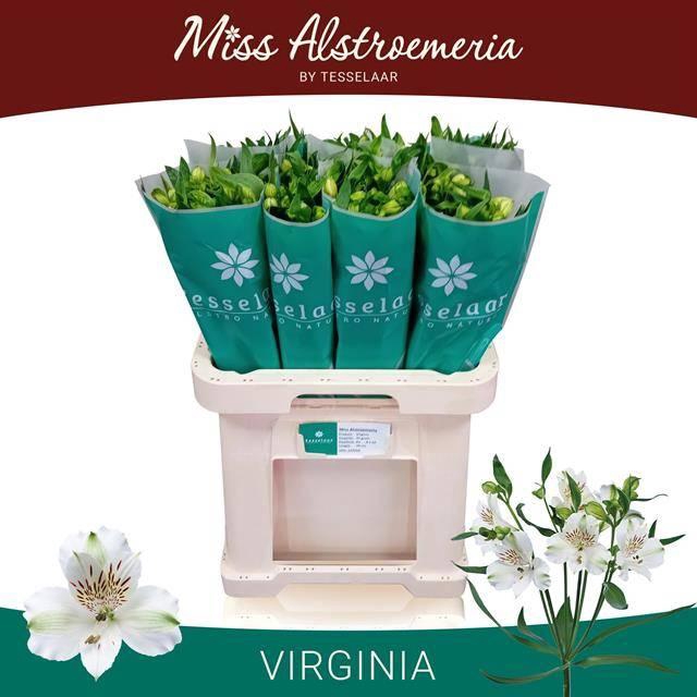 <h4>ALSTROEMERIA VIRGINIA 35 GRAM</h4>