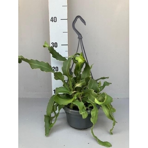 Epiphyllum Guatemalense hangpot