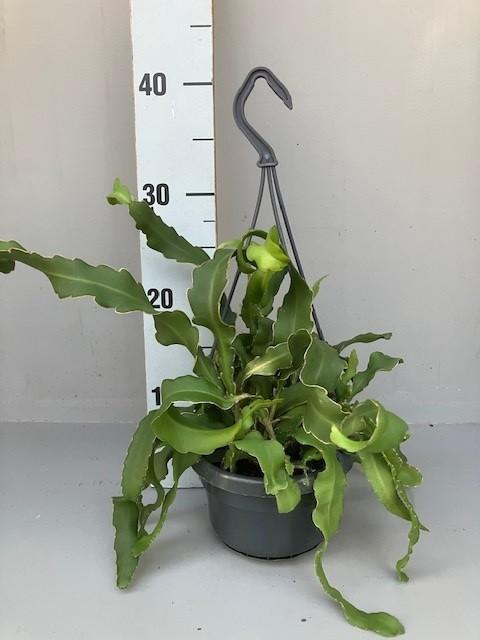<h4>Epiphyllum Guatemalense hangpot</h4>