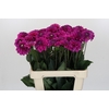 Dahlia Purple Fox