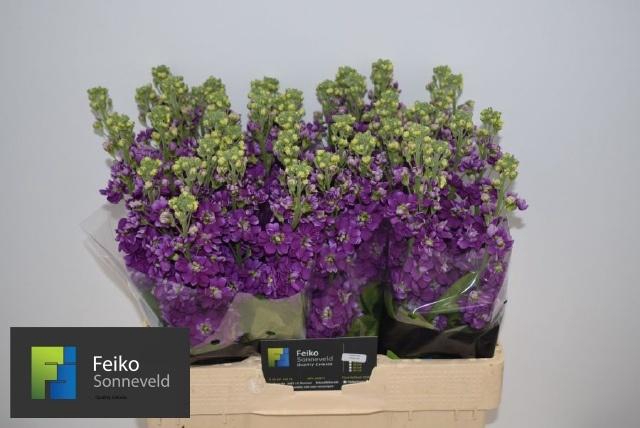 <h4>MATTH DEBORA</h4>