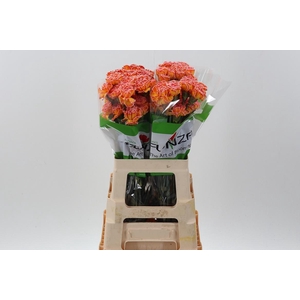 Di St Tinted Moonshine