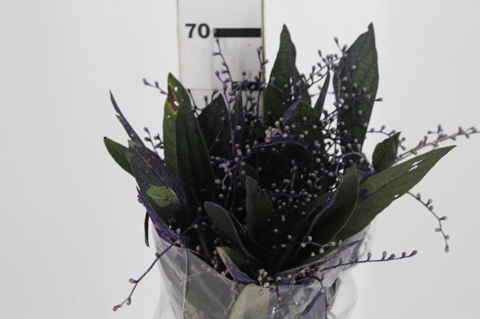 <h4>DEDO DE ANJO ROXO</h4>