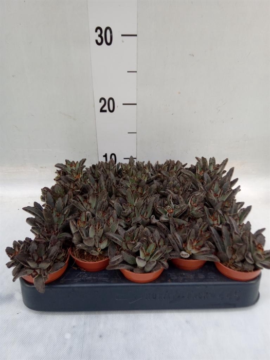 <h4>Succulents   ...</h4>