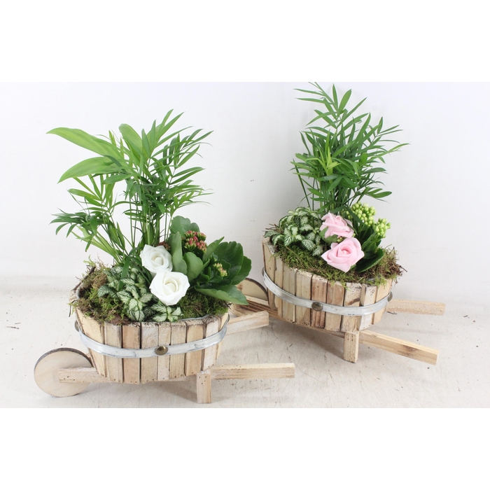 <h4>Arr2 Td - Hout Kar V2 - Roze/wit</h4>