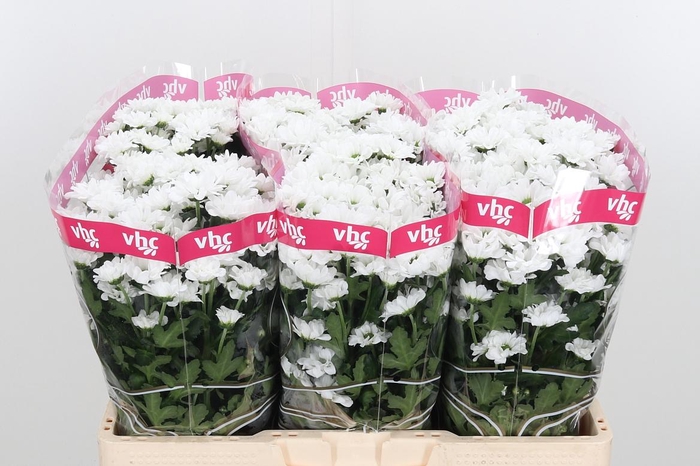 <h4>Chr S Aaa Lassie</h4>