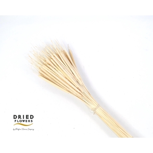 Dried bleached typha
