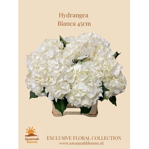 HYDR M BIANCA