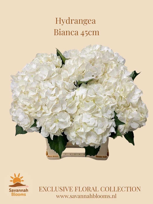 <h4>HYDR M BIANCA</h4>