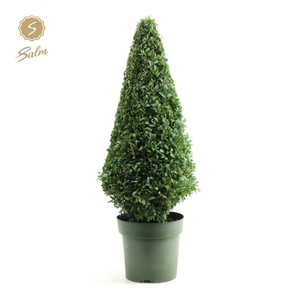 Buxus semp. Pyramid 55cm P21