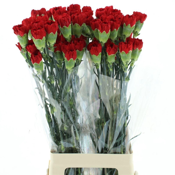 <h4>Di St Col Don Pedro</h4>