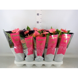 Anthurium andr. 'Sweet Dream'