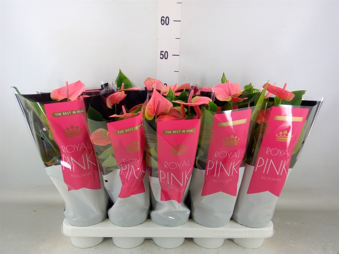 <h4>Anthurium andr. 'Sweet Dream'</h4>