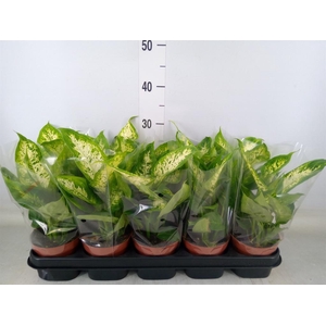 Dieffenbachia  'Compacta'