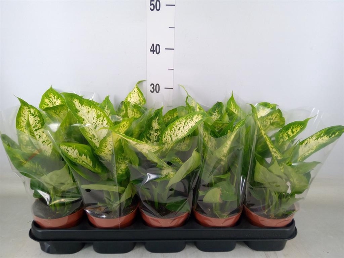 <h4>Dieffenbachia 'Compacta'</h4>