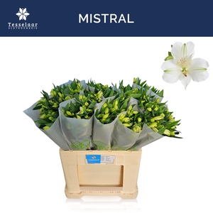 ALSTR MISTRAL
