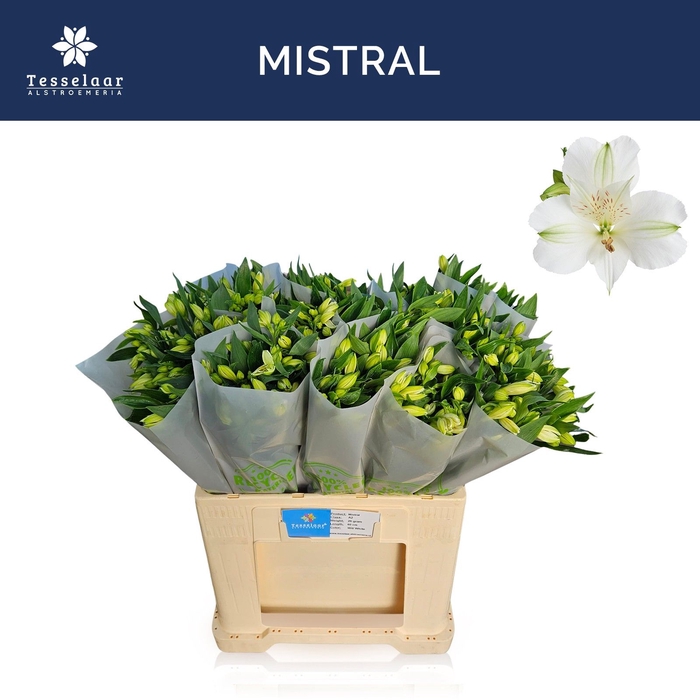 <h4>ALSTR MISTRAL</h4>