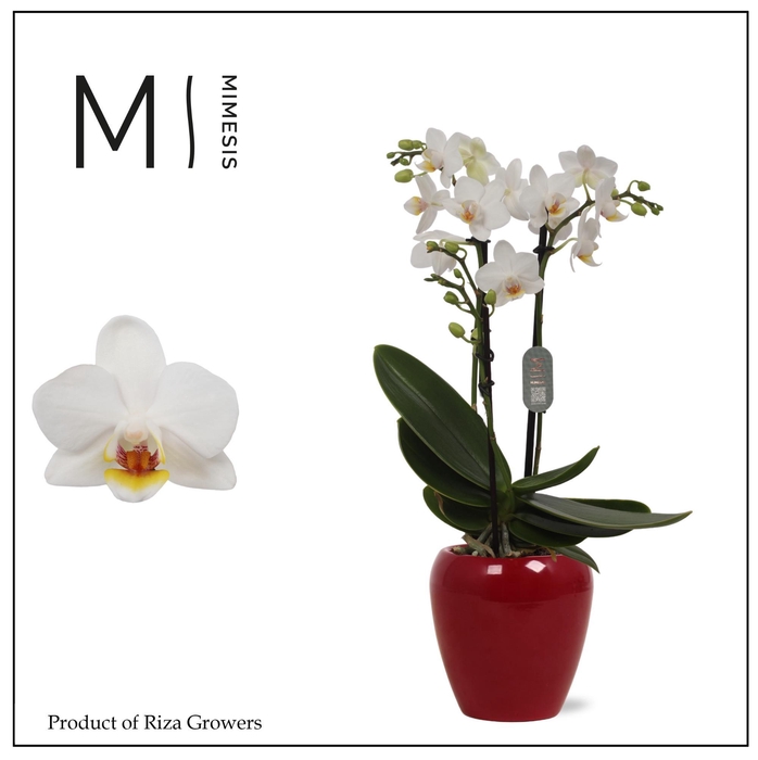 <h4>Phalaenopsis Bern 2 spike – 7cm in Martine Red | Mimesis</h4>