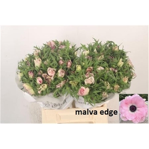Anemone Mistral Malva Edge