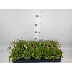 Dorotheanthus bellidiformis